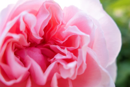 ピンクのバラのズームアップ